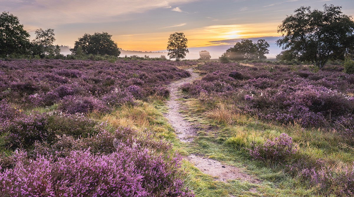 Zandpad door bloeiende paarse heide bij zonsopkomst
